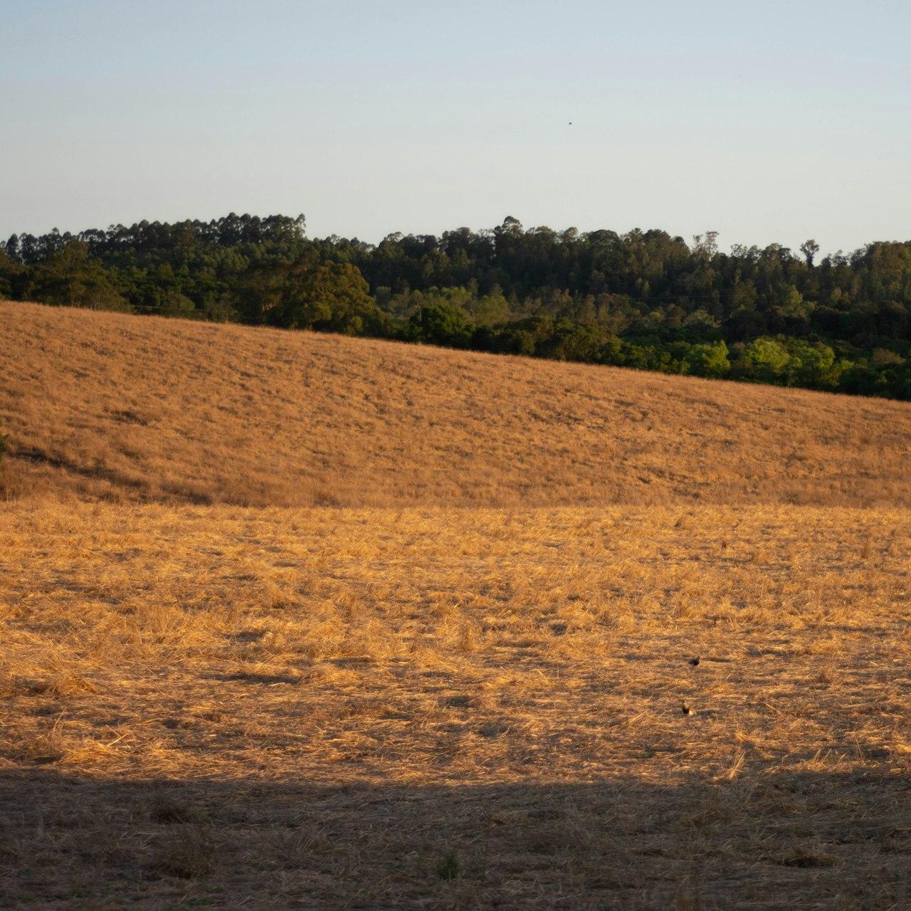 green trees on brown field during daytime